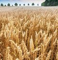 Roggenfeld mit Ähren an denen kleine Wassertropfen zu sehen sind
