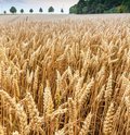 Roggenfeld mit Ähren an denen kleine Wassertropfen zu sehen sind