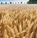 Roggenfeld mit Ähren an denen kleine Wassertropfen zu sehen sind