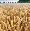 Kultur Ackerbau – Sommer-/Wintergetreide – Roggenfeld Roggenfeld mit Ähren an denen kleine Wassertropfen zu sehen sind