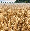 Roggenfeld mit Ähren an denen kleine Wassertropfen zu sehen sind