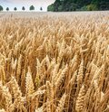Roggenfeld mit Ähren an denen kleine Wassertropfen zu sehen sind