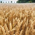 Kultur Ackerbau – Sommer-/Wintergetreide – Roggenfeld Roggenfeld mit Ähren an denen kleine Wassertropfen zu sehen sind