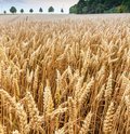 Roggenfeld mit Ähren an denen kleine Wassertropfen zu sehen sind