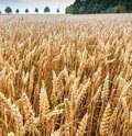 Roggenfeld mit Ähren an denen kleine Wassertropfen zu sehen sind