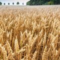 Roggenfeld mit Ähren an denen kleine Wassertropfen zu sehen sind