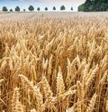Roggenfeld mit Ähren an denen kleine Wassertropfen zu sehen sind
