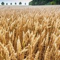 Roggenfeld mit Ähren an denen kleine Wassertropfen zu sehen sind