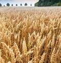 Roggenfeld mit Ähren an denen kleine Wassertropfen zu sehen sind
