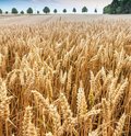 Roggenfeld mit Ähren an denen kleine Wassertropfen zu sehen sind