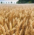 Roggenfeld mit Ähren an denen kleine Wassertropfen zu sehen sind