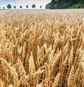 Roggenfeld mit Ähren an denen kleine Wassertropfen zu sehen sind