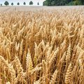 Roggenfeld mit Ähren an denen kleine Wassertropfen zu sehen sind