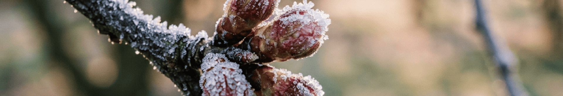Kleine Kirschknospen mit leichtem Frost an einem Ast mit Sonnenaufgang im Hintergrund.