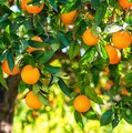 Orangenbaum mit vielen reifen Orangen