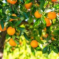 Orangenbaum mit vielen reifen Orangen