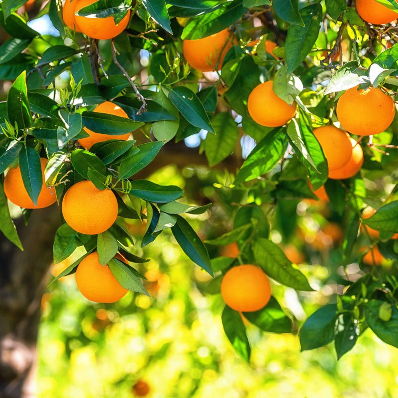 Orangenbaum mit vielen reifen Orangen
