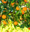 Orangenbaum mit vielen reifen Orangen