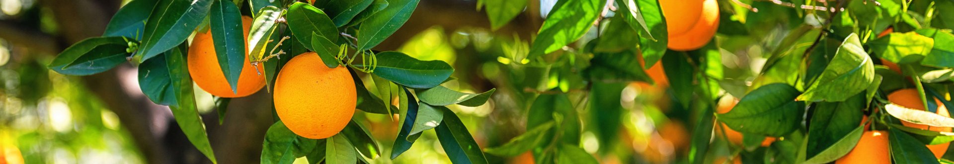 Orangenbaum mit vielen reifen Orangen