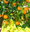 Orangenbaum mit vielen reifen Orangen