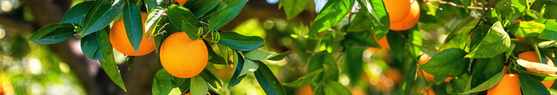 Orangenbaum mit vielen reifen Orangen