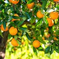 Orangenbaum mit vielen reifen Orangen