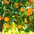 Orangenbaum mit vielen reifen Orangen