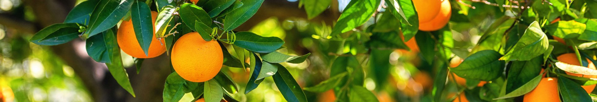 Orangenbaum mit vielen reifen Orangen