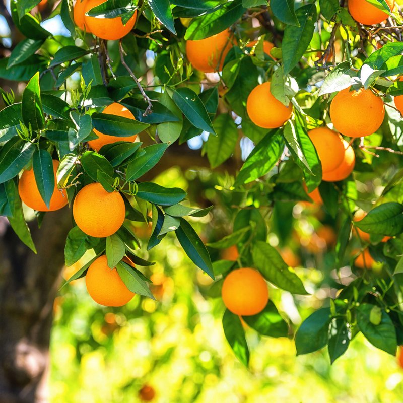 Kultur Obstbau – Zitrusfrüchte – Orangen Orangenbaum mit vielen reifen Orangen