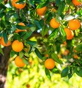 Kultur Obstbau – Zitrusfrüchte – Orangen Orangenbaum mit vielen reifen Orangen
