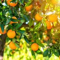 Orangenbaum mit vielen reifen Orangen