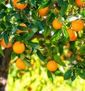 Orangenbaum mit vielen reifen Orangen