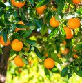 Orangenbaum mit vielen reifen Orangen