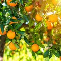 Orangenbaum mit vielen reifen Orangen