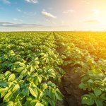 Kartoffelplanzen im Sonnenlicht kurz nach Reihenschluss.