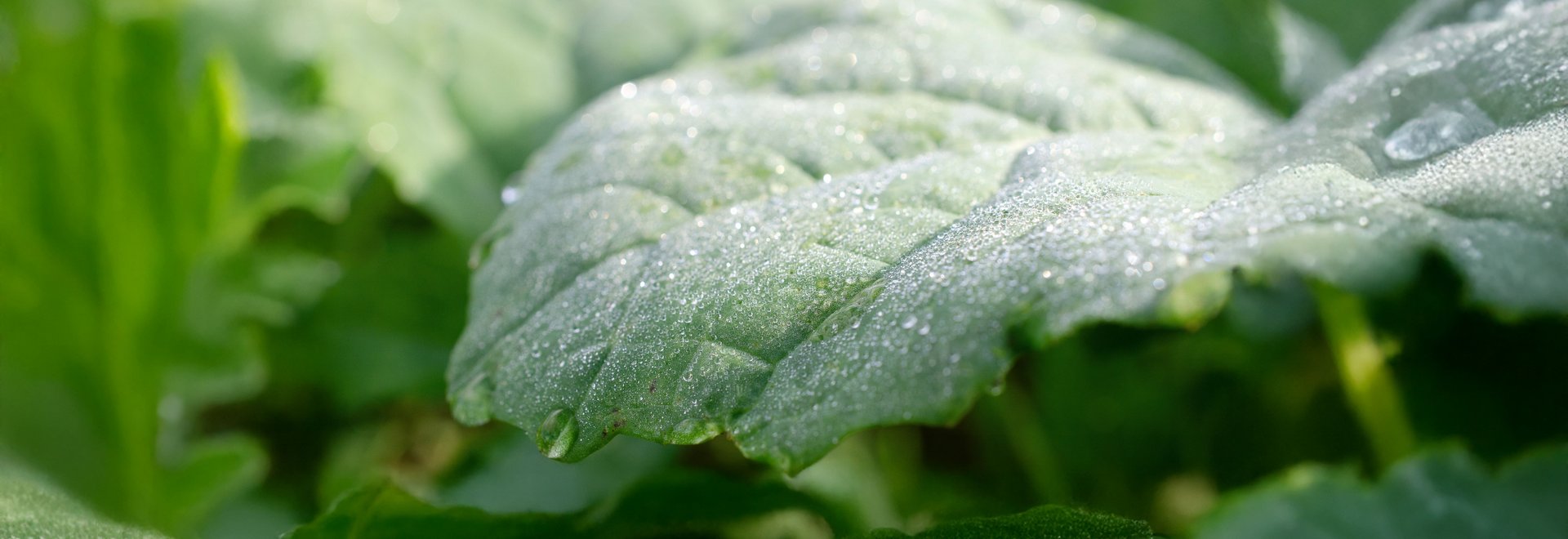 Ein gr&uuml;nes gro&szlig;es Baltt einer Rapspflanze mit Tau.