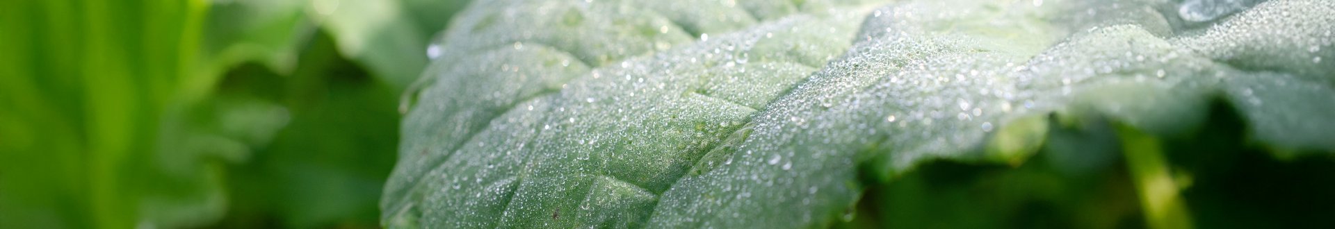 Ein gr&uuml;nes gro&szlig;es Baltt einer Rapspflanze mit Tau.