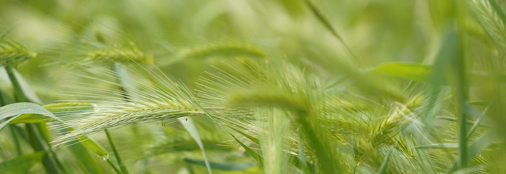 Grüne Getreideähren in Großaufnahme