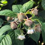 Fruchtwachstum bei Heidelbeeren