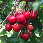 Rote Kirschen im Sonnenlicht am Baum