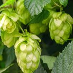 Hopfenfrüchte Detailansicht von Hopfenfrüchten