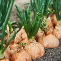 Nahaufnahme von einer Reihe voller Zwiebeln, zum Teil noch in der Erde