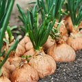 Nahaufnahme von einer Reihe voller Zwiebeln, zum Teil noch in der Erde