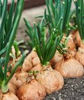 Nahaufnahme von einer Reihe voller Zwiebeln, zum Teil noch in der Erde