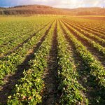 Feld mit vielen Reihen von Erdbeerpflanzen