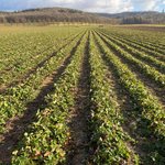 Feld mit vielen Reihen von Erdbeerpflanzen