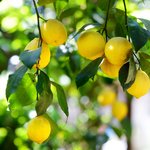 Reife, gelbe Zitronen am Baum