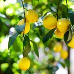 Reife Zitronen Reife, gelbe Zitronen am Baum
