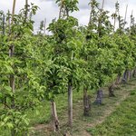 Apfelbaumplantage mit Blüte.