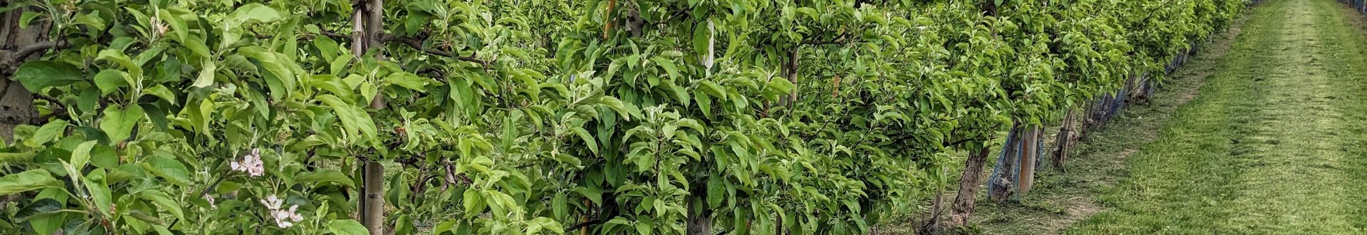Apfelbaumplantage mit Blüte.
